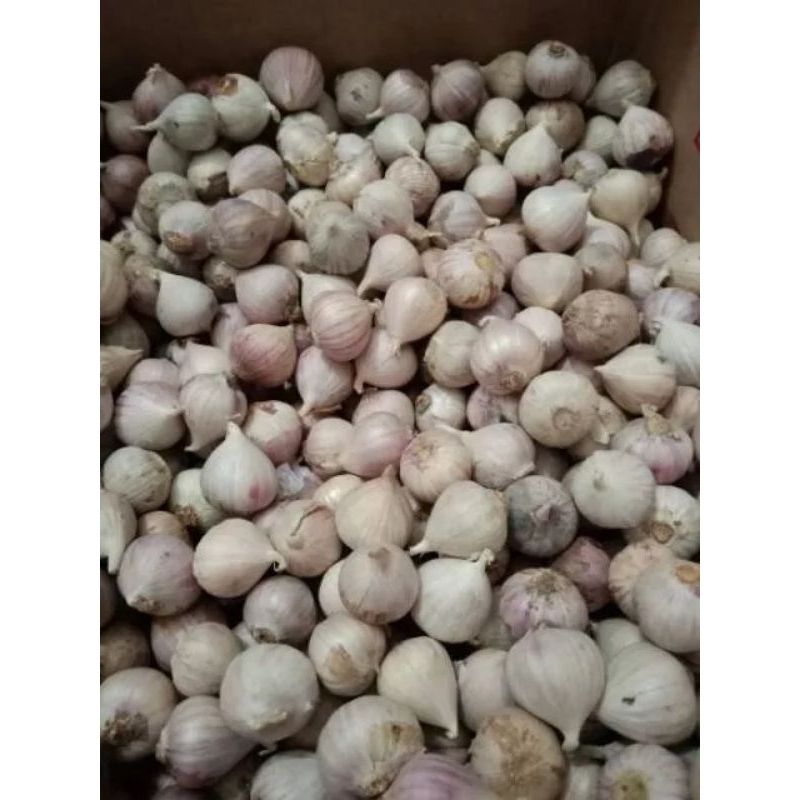 

Bawang Lanang 1 kg / Bawang Putih Tunggal Import