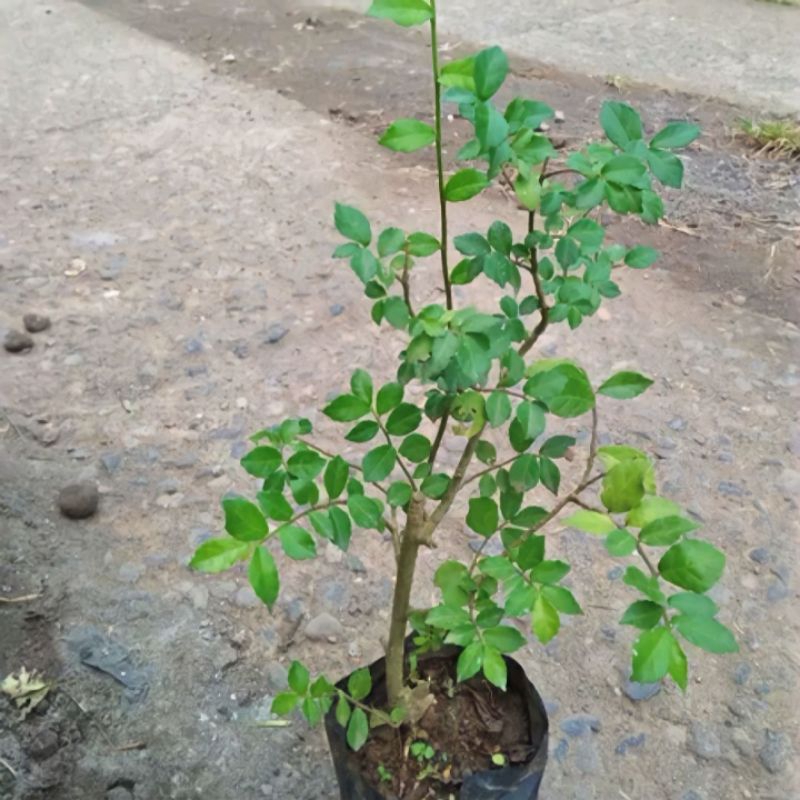 Bibit Tanaman Serut Bahan Bonsai Berkualitas