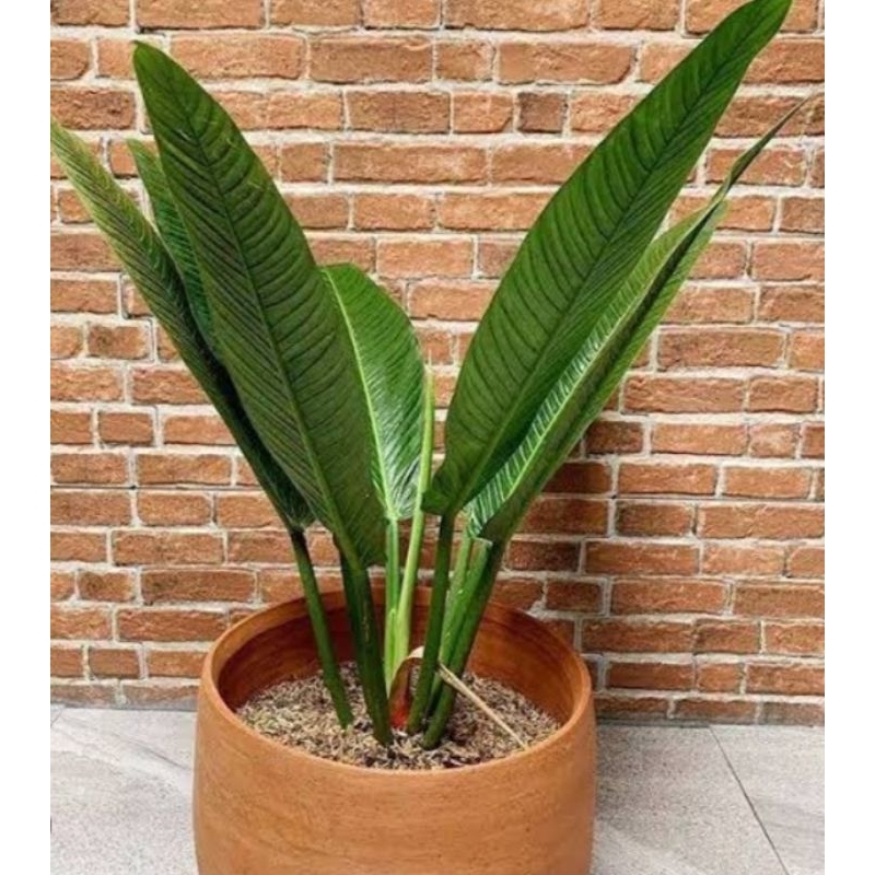 tanaman hias philodendron linet