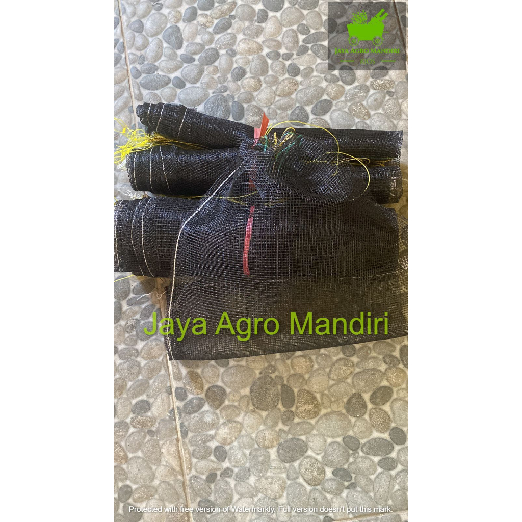 Brongsong Kelengkeng Dengan Tali di Pohon Ukuran 35x55 cm Lengkap Tali Brongsong Matoah Klengkeng