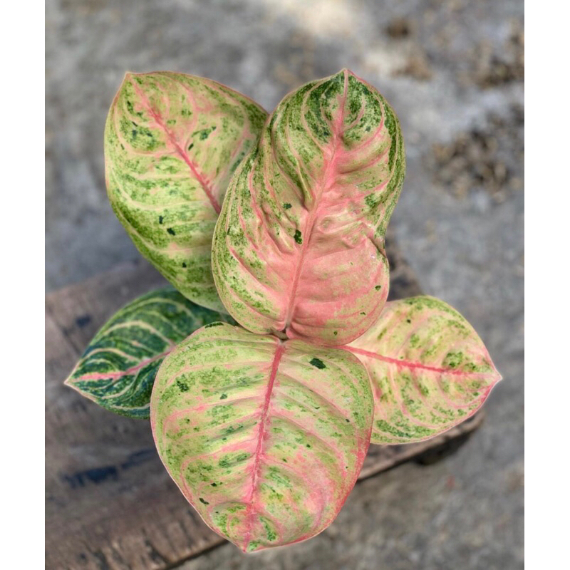 Aglonema Denpasar moon - Tanamanhias aglonema denpasar moon baby