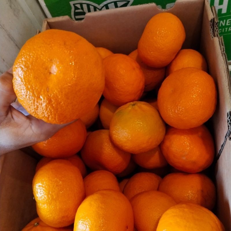 

Jeruk Wokam premium