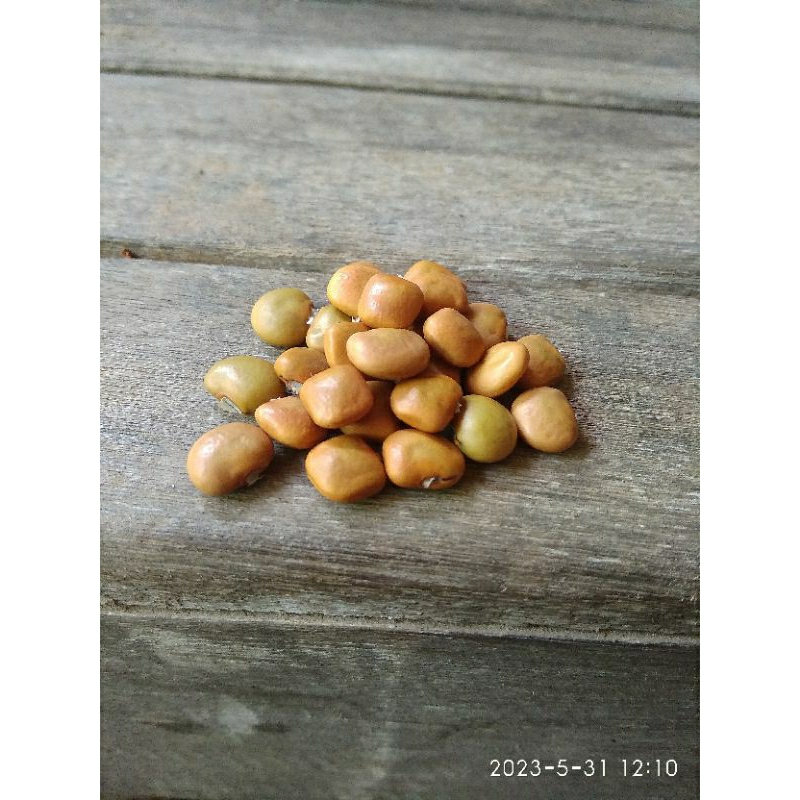 benih bengkuang bengkoang siap tanam mudah tumbuh