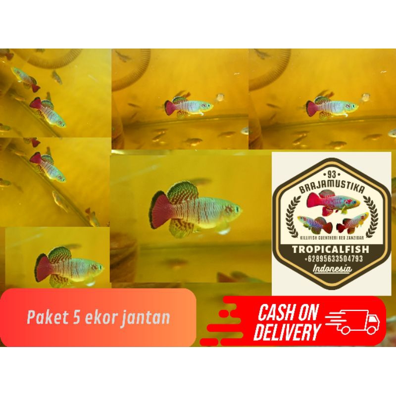 ikan hias killifish guentheri red  jantan|aquascape |terlaris|tropicalfish