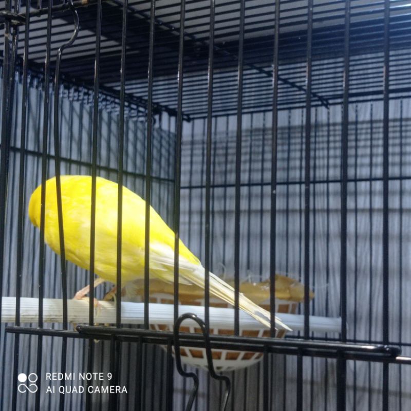 KENARK YORKSHIRE BETINA (01)