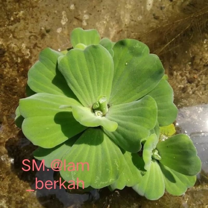 

Apu apu tanaman air aquadcape hiasan aquarium 10pcs