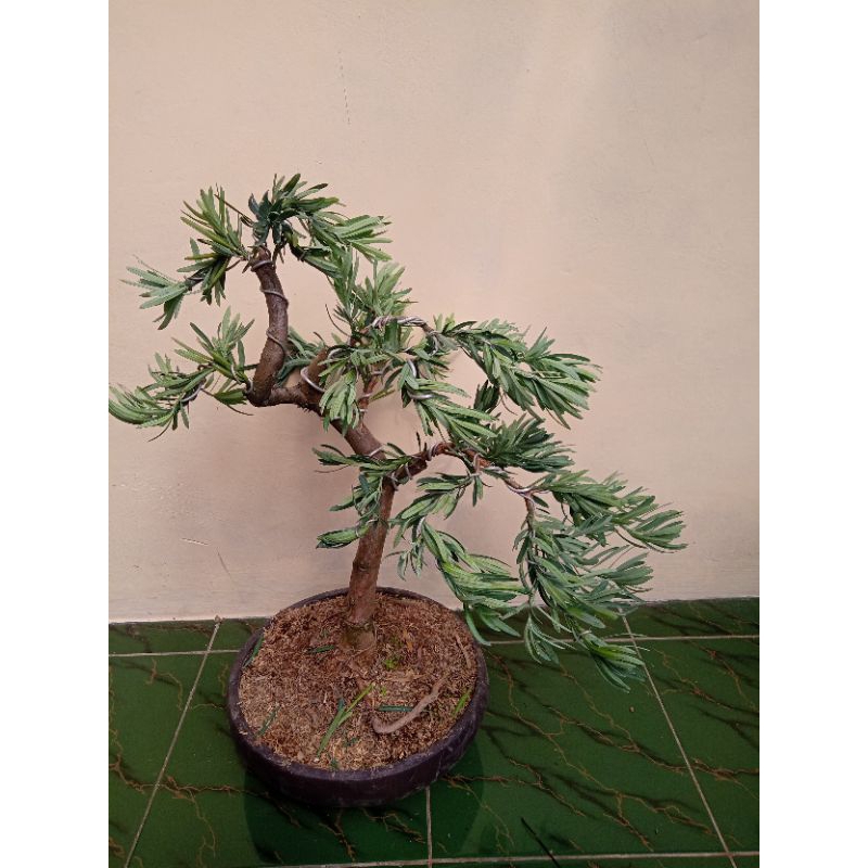 bonsai lohansung blue ice meliuk