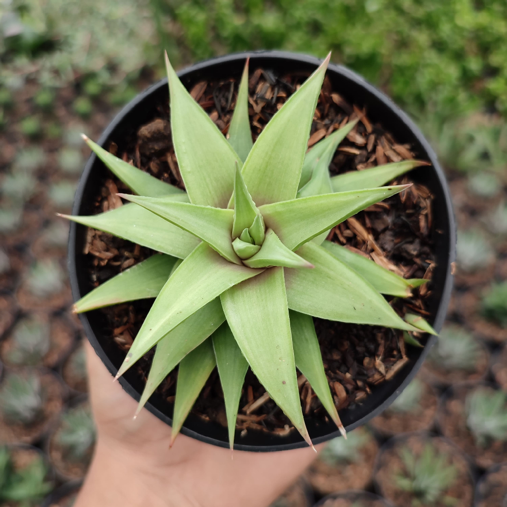 Haworthia Limifolia Ubomboensis | DP 10cm