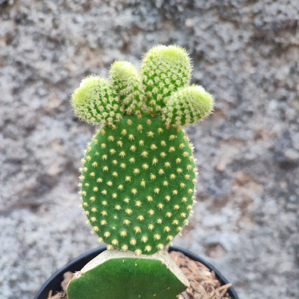 Grafting Opuntia Microdasys Yellow | DP 10cm | Kaktus