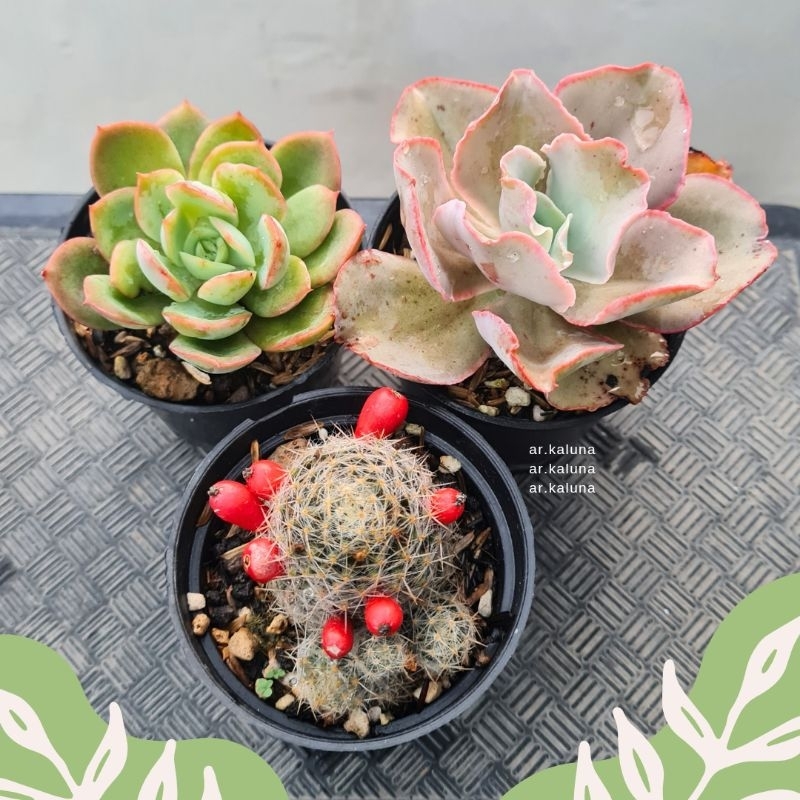 Paket (3pcs) Mammillaria + Santili ( kol ) & Lemon Lime sukulen kaktus tanaman hidup