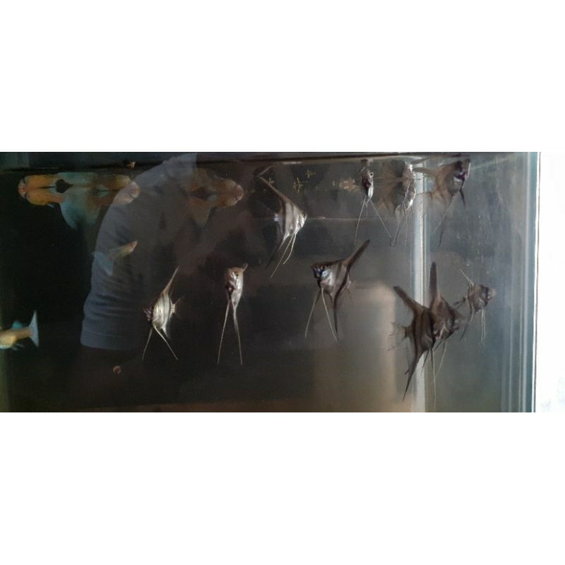 ikan manfish blue pinoy