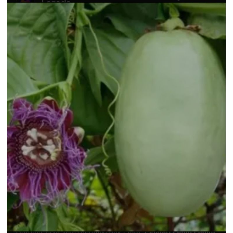 bibit pohon markisa jumbo erbis