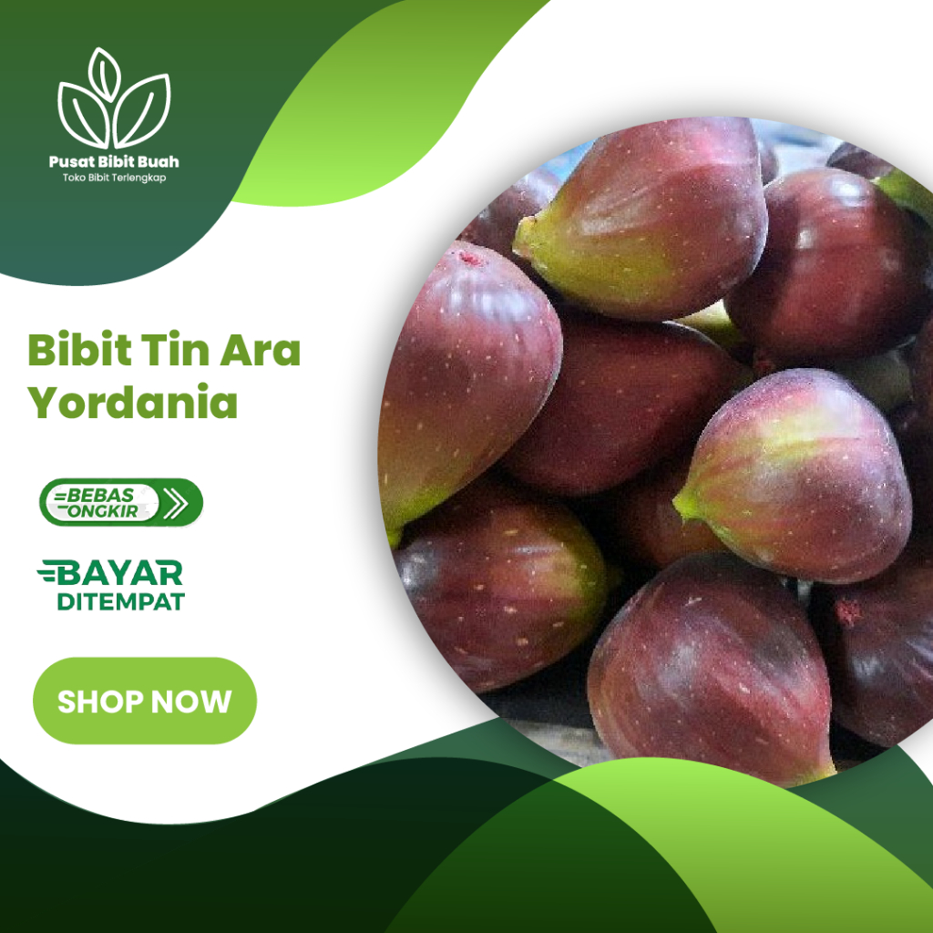 

Bibit Tanaman Buah Tin Ara Yordania Super Berkualitas Unggul