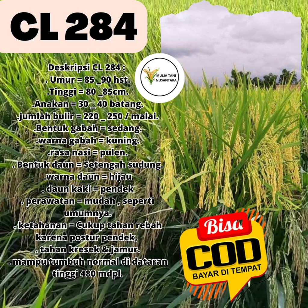 Benih Padi Unggul CL 284 5kg / Bibit Benih Padi CL 284 Kemasan 5 Kg Terunggul