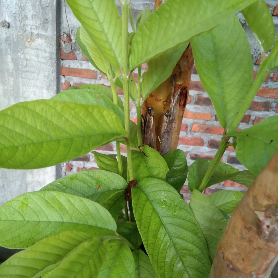 

daun jambu biiji daun jambuu biji segarr
