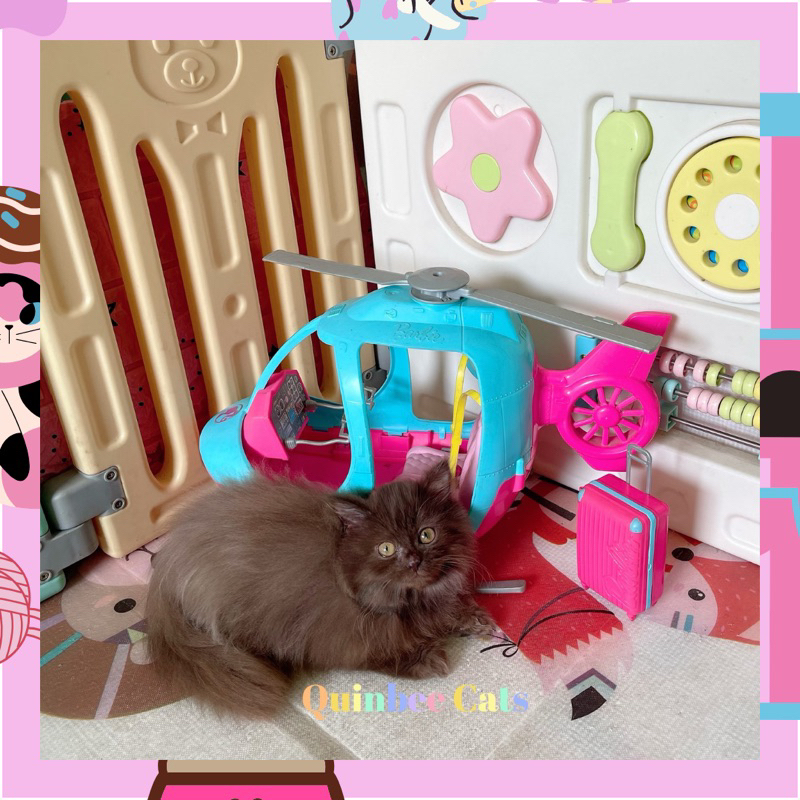 Kucing Persia x British Longhair (BLH) Jantan Chocolate Cinnamon