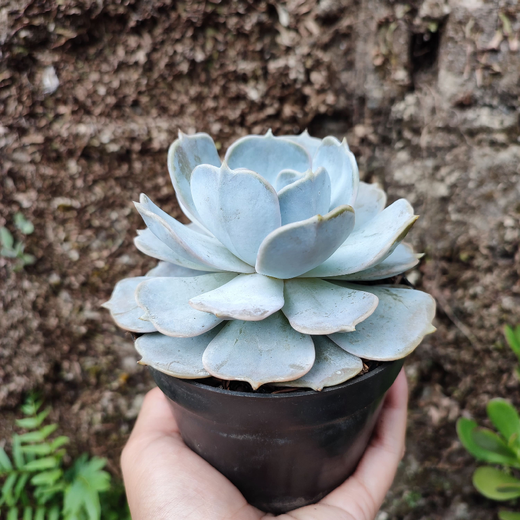 Echeveria Lilacina | D 10 Cm |  Sukulen