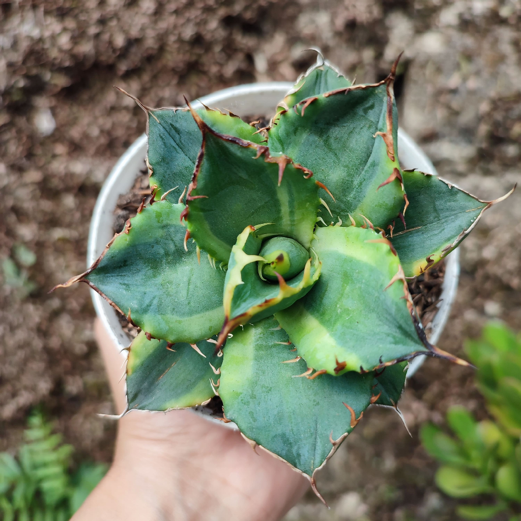 Agave Banana Titanota | D 10 Cm |  Sukulen