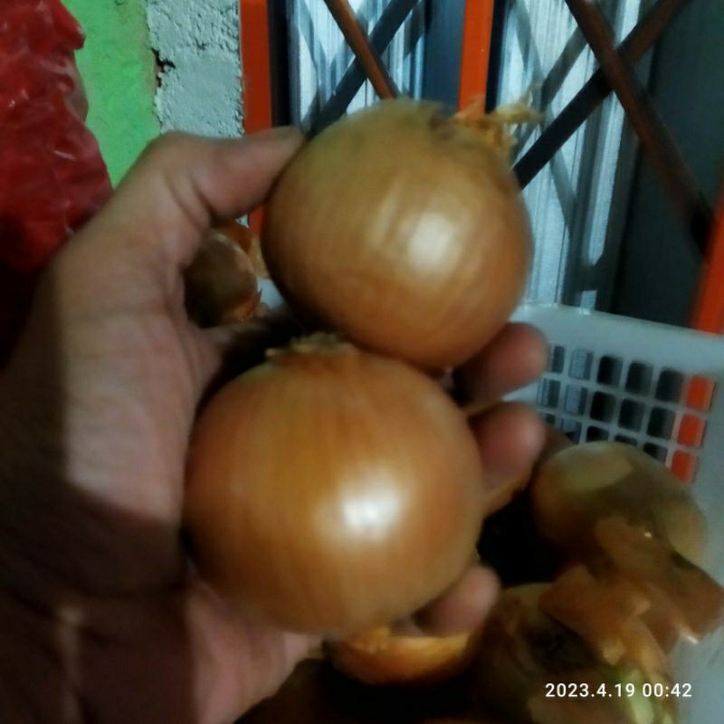 Bawang Bombay 1kg Bawang Bombay Segar