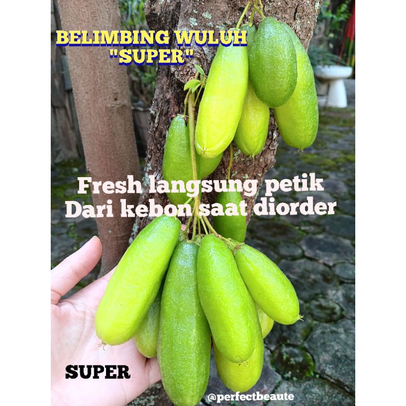

Belimbing Wuluh SUPER segar