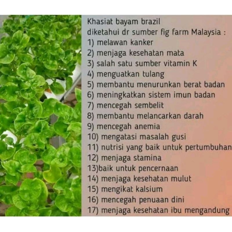 BIBIT BAYAM BRAZIL/TANAMAN HIDUP/ BAYAM BRAZIL/BIBIT BAYAM/PAKET 3BIBIT BAYAM BRAZIL/PAKET 10 BIBIT