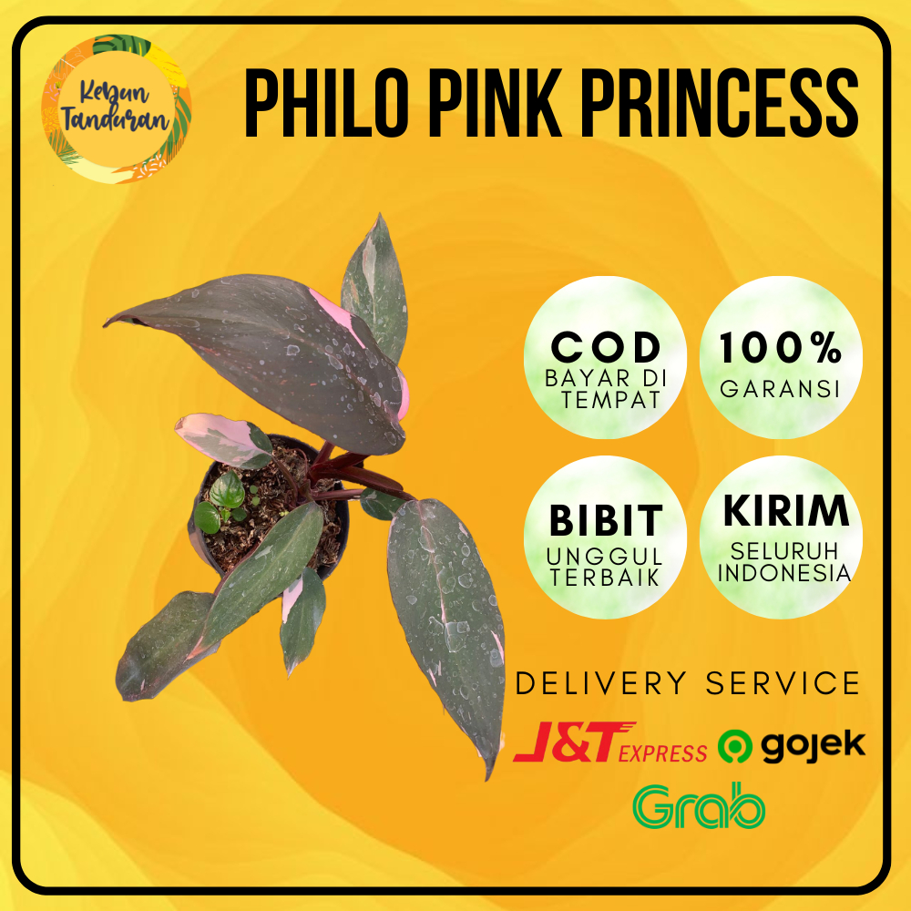 Bibit Tanaman Hias Philodendron Pink Princess / Pink Princess Congo