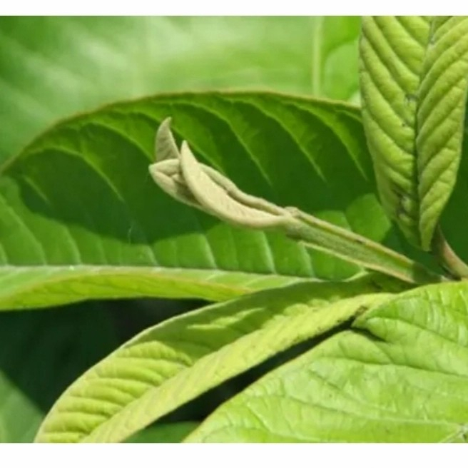 

Daun bambu segar
