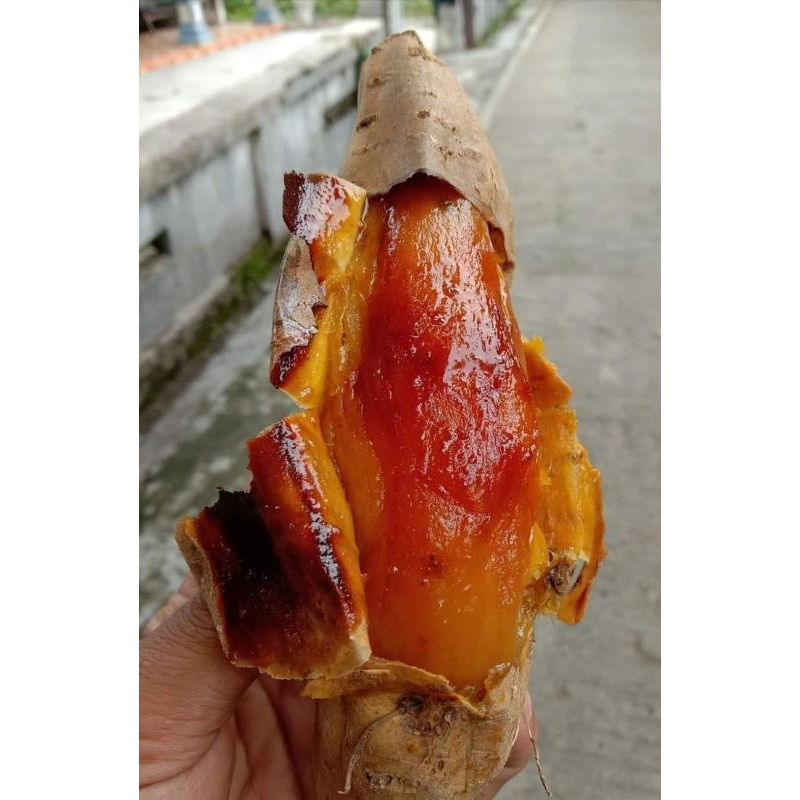 

ubi madu/ubi cilembu/matang/oven manis