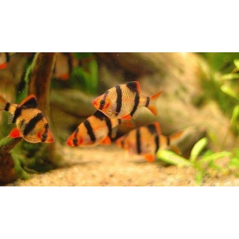 Hiasan Aquarium sumatra isi 10