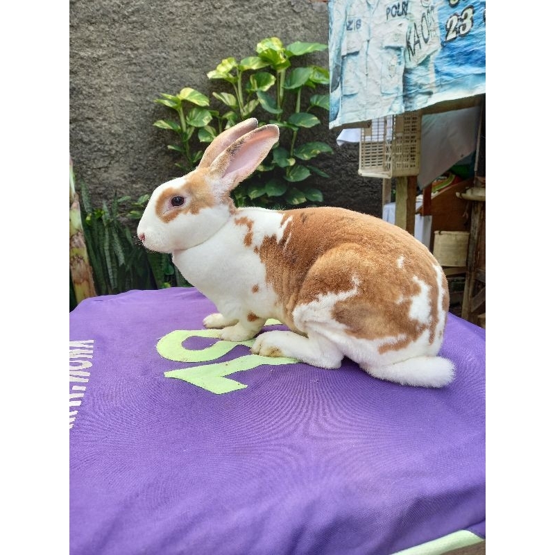 Kelinci Rex bulu karpet betina dewasa (4).