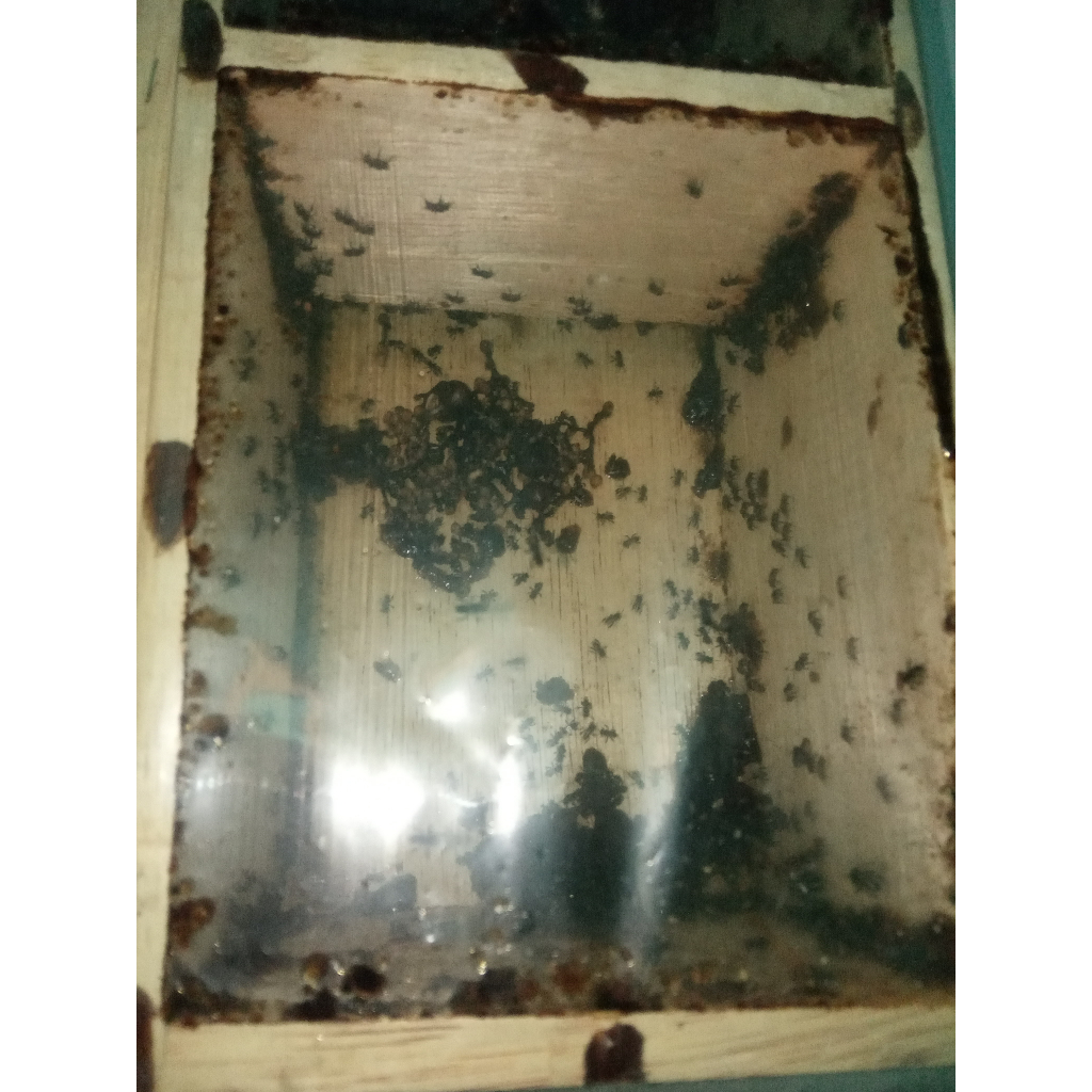 Ternak Lebah Tanpa Sengat Sarang Klanceng Sarang Trigona Sarang Kelulut DRESCERY