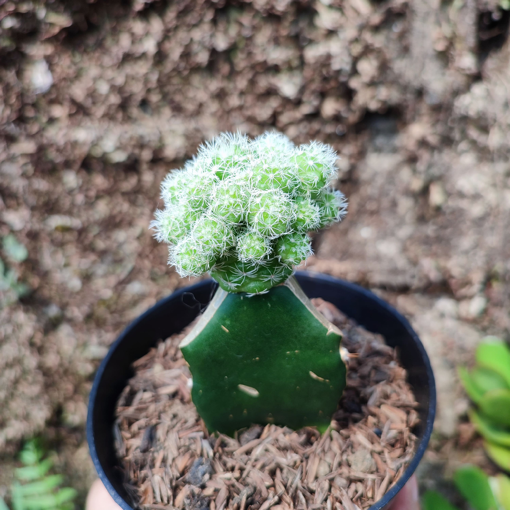 Grafting Mammillaria Gracilis | DP 10 Cm | Kaktus