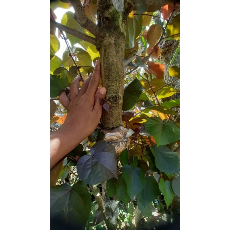 bahan bonsai waru merah super red besar / waru merah super red besar selengan