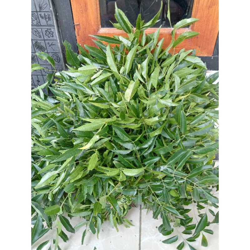 

Jual Daun Mindi Herbal Segar 500gram