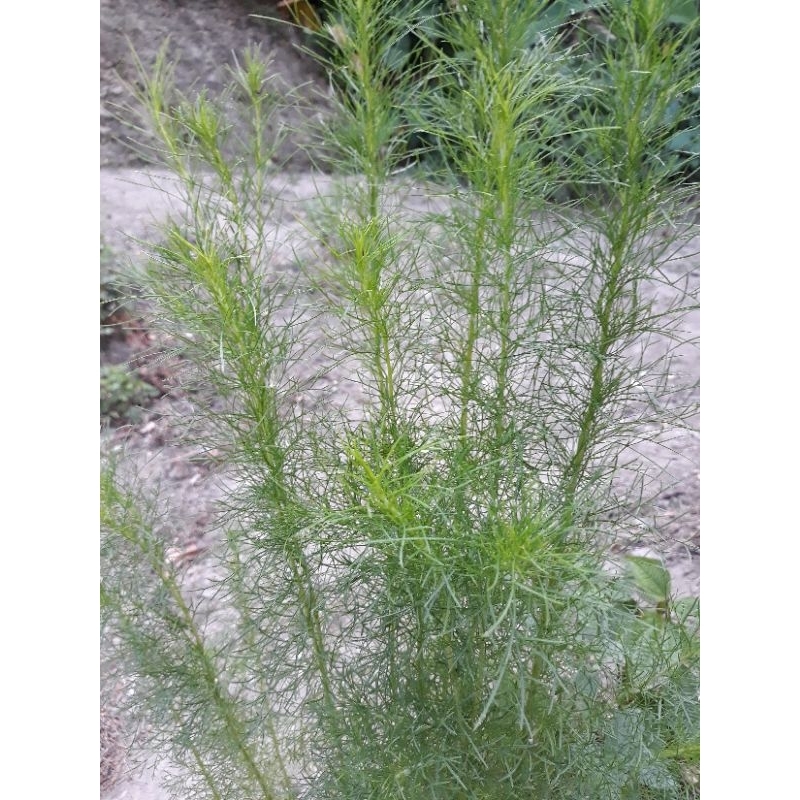 adas pulosari daun adas rimbun