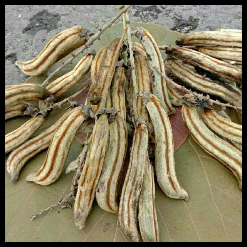 Original* Benih Biji Rawe Gatal  isi 30 , Murah , bibit rawe rawe , gatal herbal , rawe hutan , alas