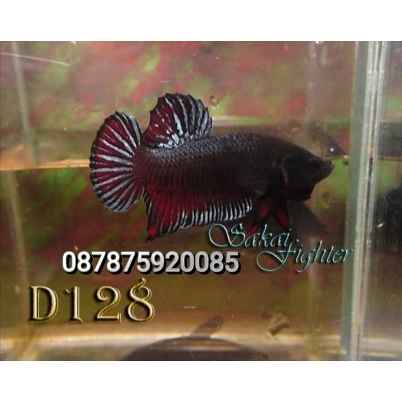 IKAN CUPANG ADUAN SAKAI FIGHTER SERIE D128 ORI IMPORT THAILAND