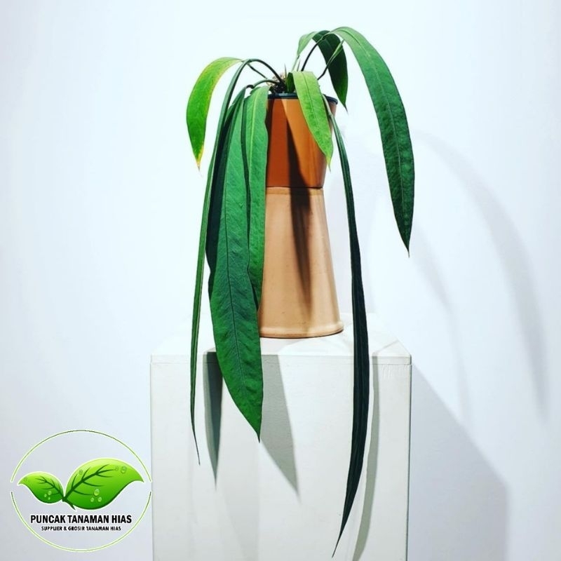 Tanaman hias anthurium dasi - Anthurium vittarifolium dasi