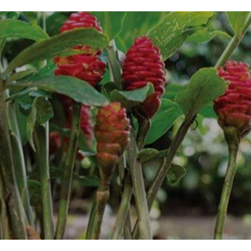 

lempuyang segar 1kg