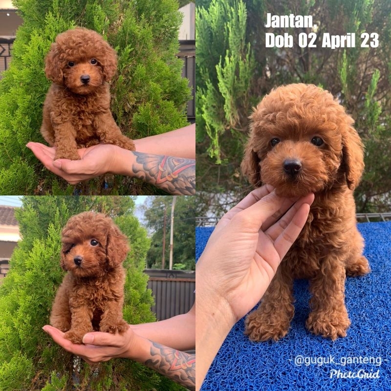 Red toy poodle