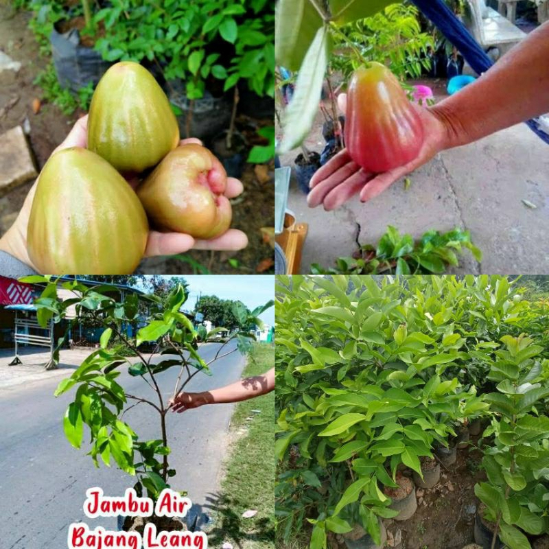 Bibit Tanaman Jambu Air Bajangleang Tinggi 1 Meter Up Batang Besar Dan Rimbun Cepat Berbuah