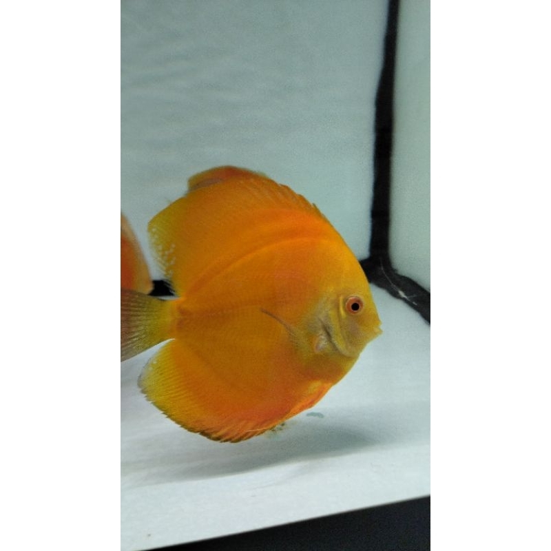 Discus 4"_4.5" Golden yellow blue diamond Red melon Red marlboro