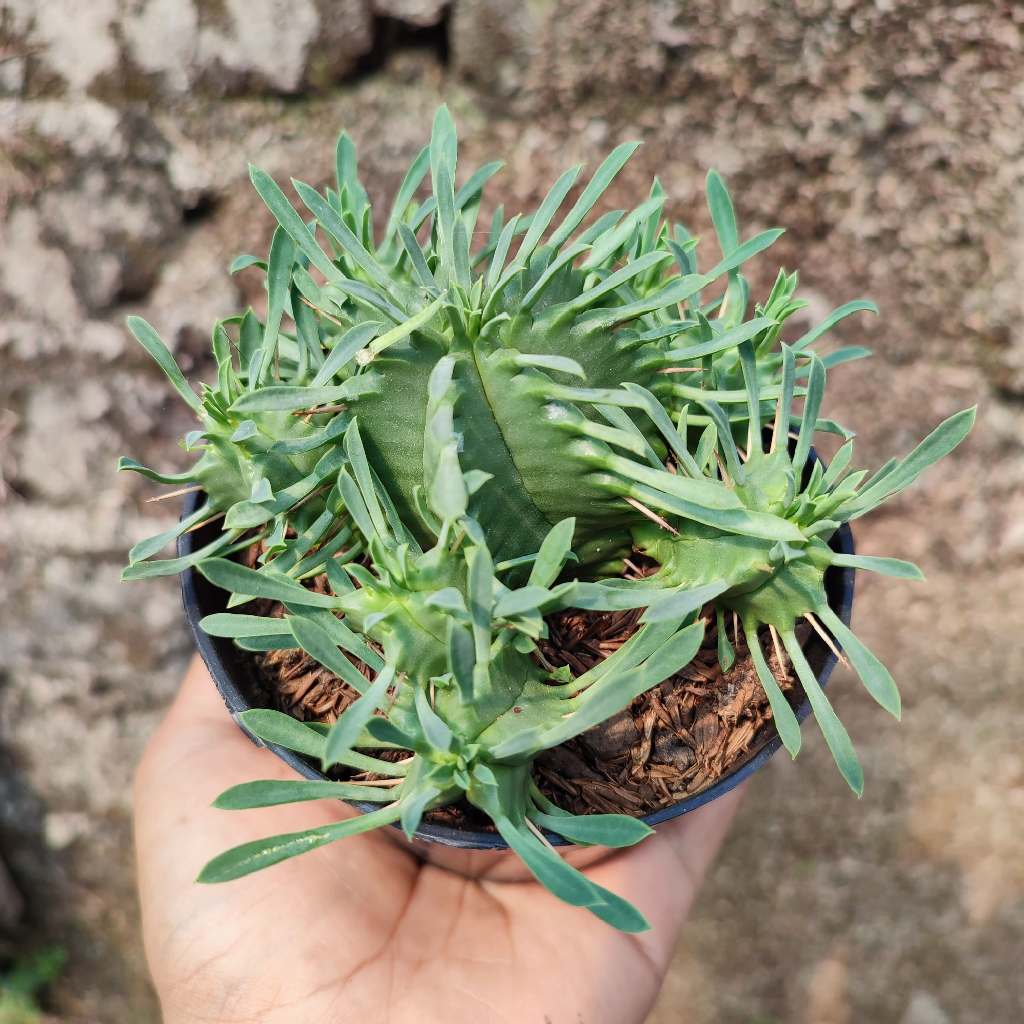 Euphorbia Pulvinata | DP 10 Cm | Kaktus