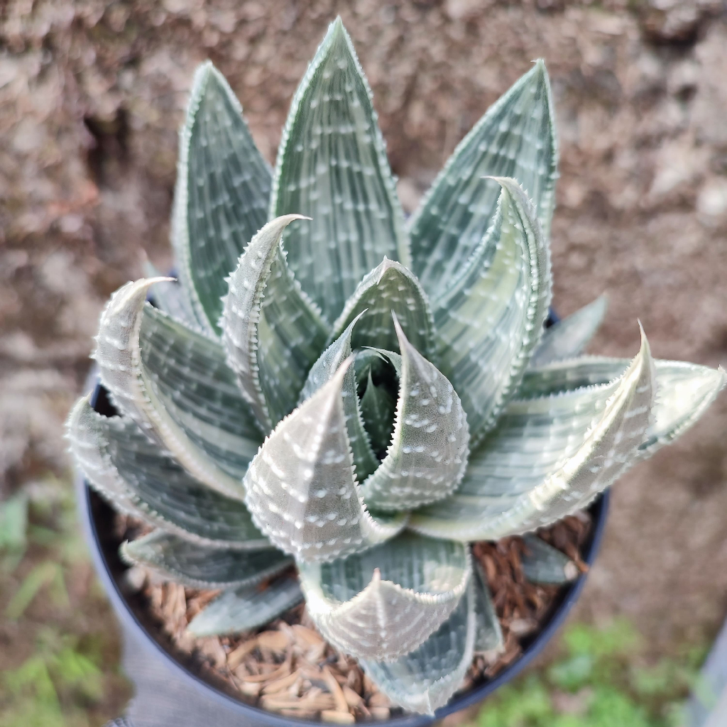 Gasteria Variegated White | DP 12 Cm | Gasteria