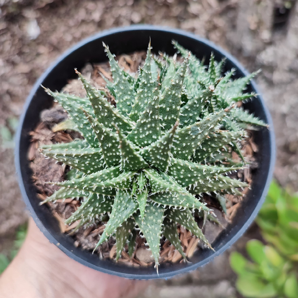 Aloe Pepe | DP 10 Cm | Aloe