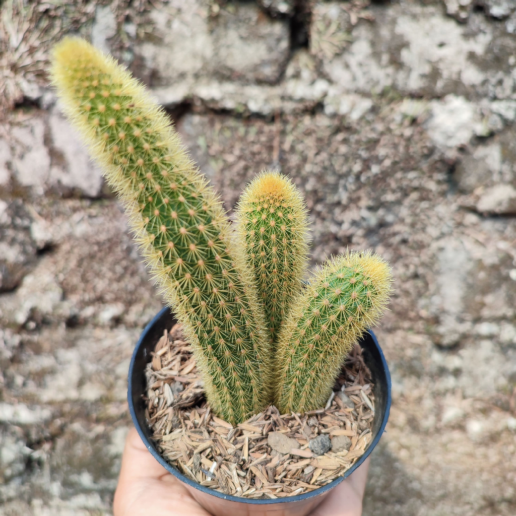 Cleistocactus Winteri | DP 10 Cm | Kaktus