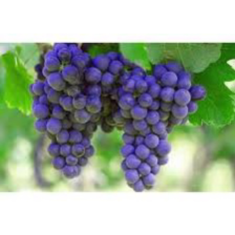 

anggur Md manis 1 ikat spy