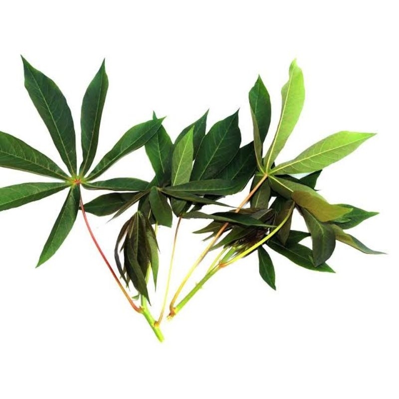

Daun Singkong Organik 200 gr