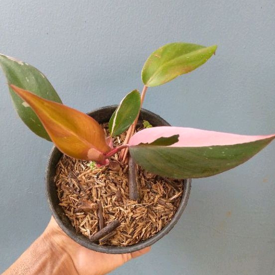 philodendron pink princes
