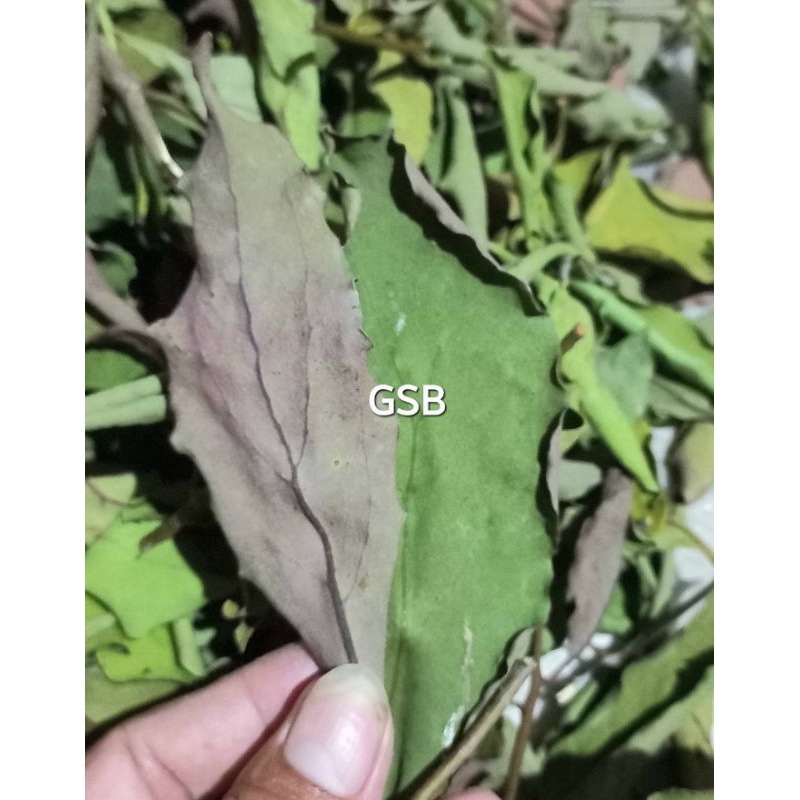 

Jual benalu cengkeh 500 gram herbal alami